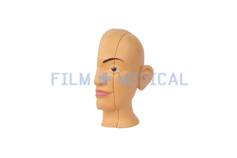 Sectional Anatomical Model Head